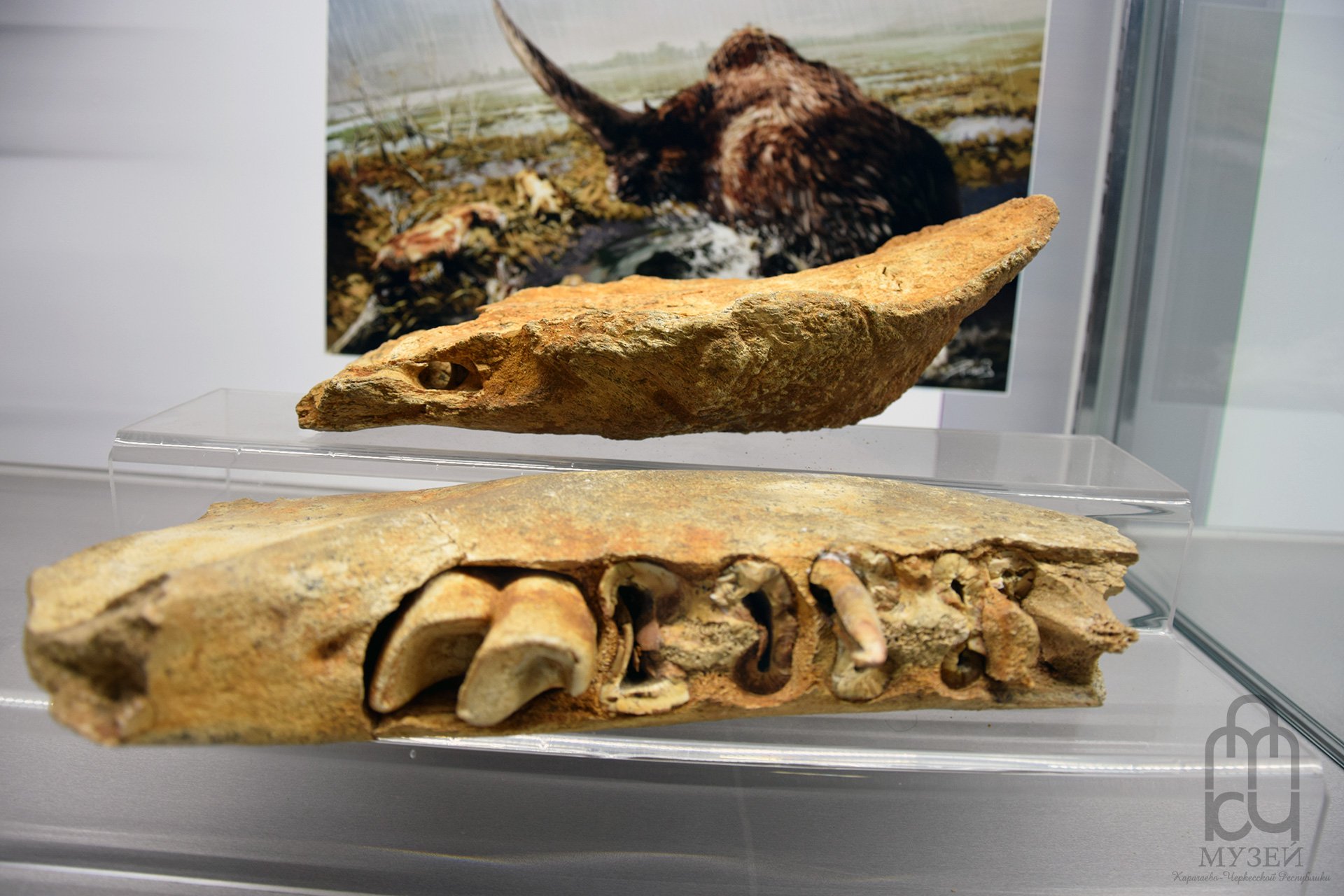 Флора и фауна Карачаево-Черкесии